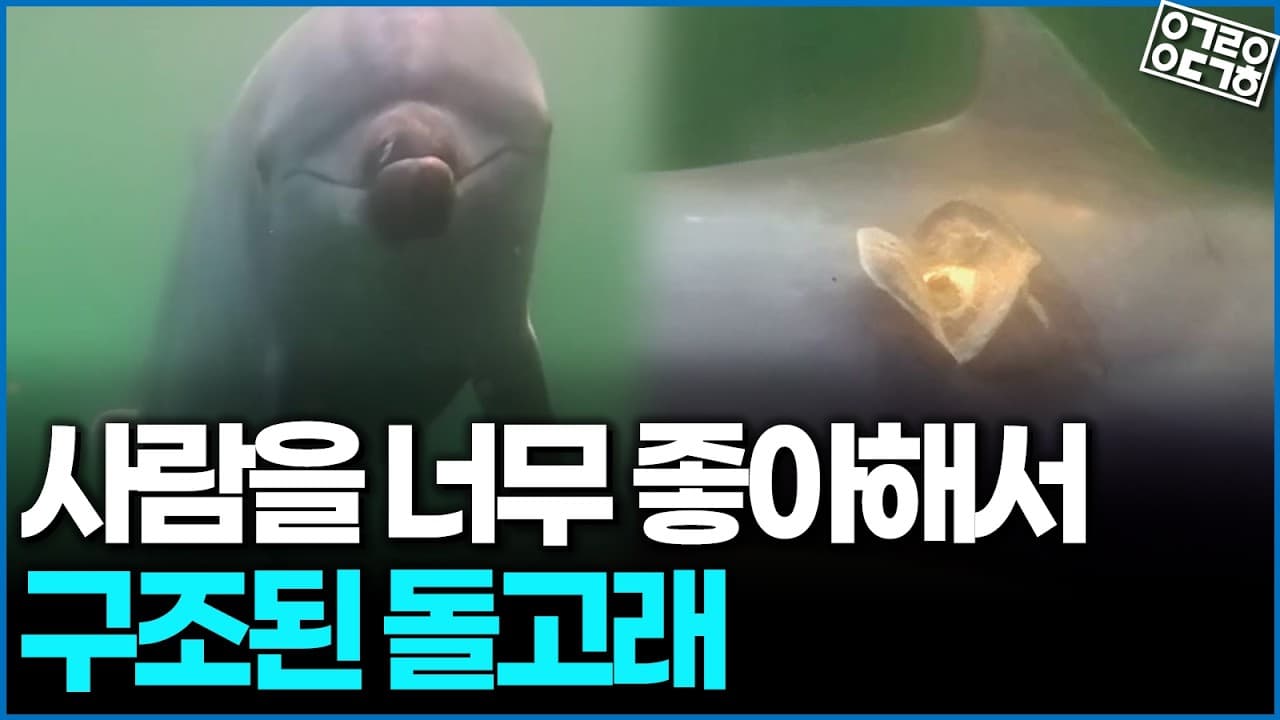 강릉 앞바다에서 발견된 돌고래 ''안목이''의 슬픈 비밀!