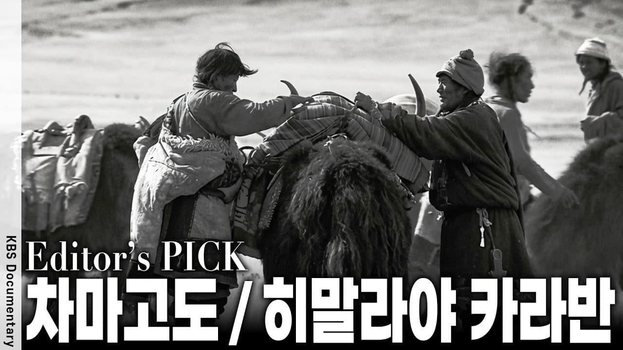 곡식이 자라지 않는 땅, 그들이 ''하얀 보물''을 찾아 야크 100마리와 떠나는 이유