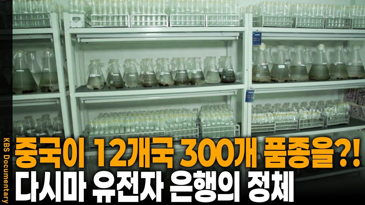 한국에서 사라진 토종 다시마 종자, 왜 중국 해양대학 연구실에서 배양되고 있을까?