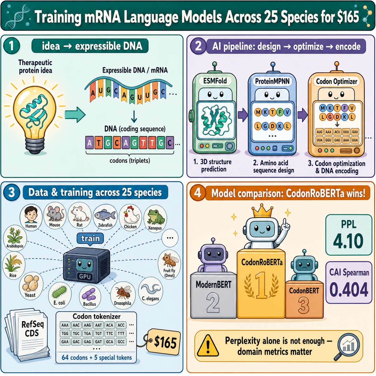 Training mRNA Language Models Across 25 Species for $165 내용을 설명하는 본문 이미지