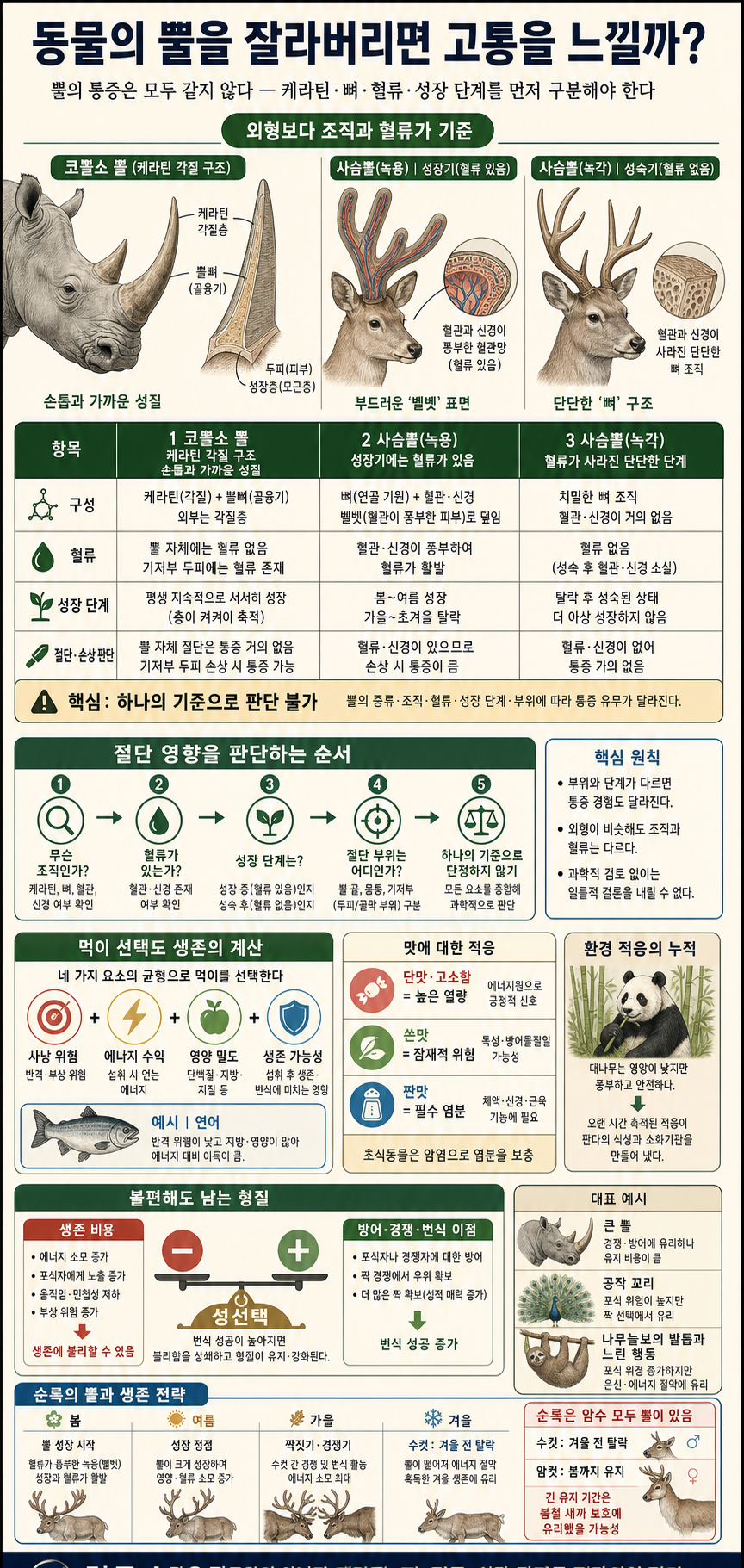 동물의 뿔을 잘라버리면 동물은 고통을 느낄까? (뿔의 성질...?) 내용을 설명하는 본문 이미지